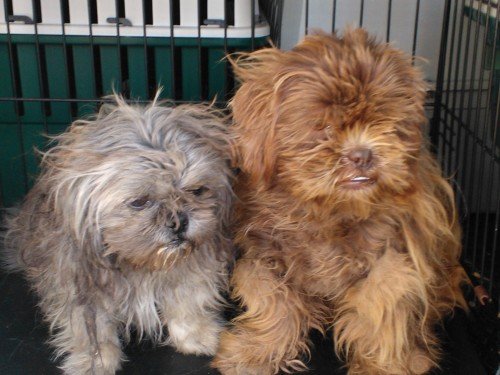 Chewy and Pepper