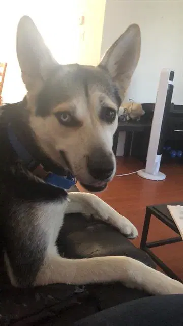Precious - Husky