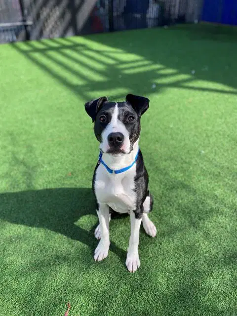 Crow - Pit Bull Terrier