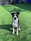 adoptable Dog in  named CROW