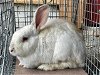 adoptable Rabbit in palo alto, CA named PRETZEL