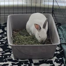 adoptable Rabbit in Palo Alto, CA named PRETZEL