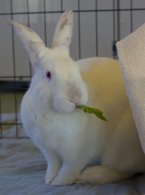 PRETZEL, a rabbit for adoption from Palo Alto Animal Services