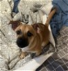 adoptable Dog in palo alto, CA named RICARDO