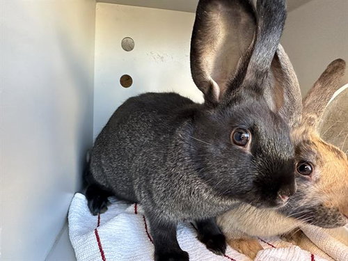 HARRY, a rabbit for adoption from Palo Alto Animal Services