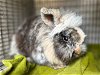 adoptable Rabbit in palo alto, CA named THUMPER