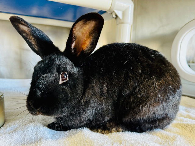 adoptable Rabbit in Palo Alto, CA named ANDROMEDA