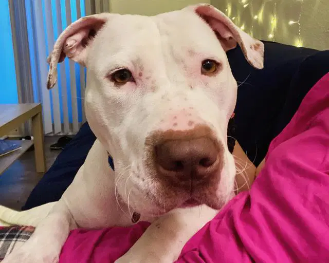 Darla - Pit Bull Terrier