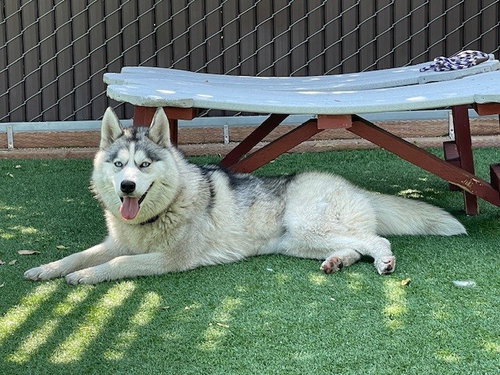 SKY - Siberian Husky available for adoption