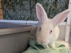 adoptable Rabbit in Palo Alto, CA named ENERGIZER