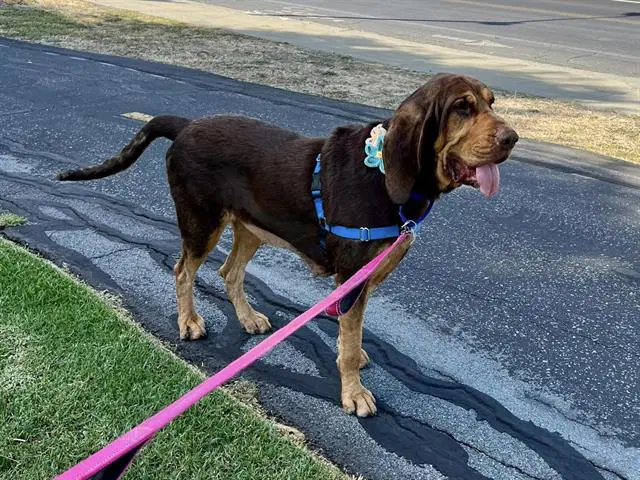 Mama - Bloodhound