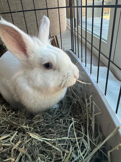 SHORTCAKE, a rabbit for adoption from Palo Alto Animal Services
