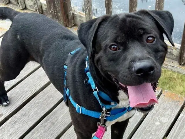 Morty - Mastiff