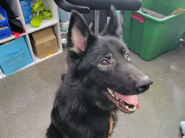 Fonzie - German Shepherd Dog