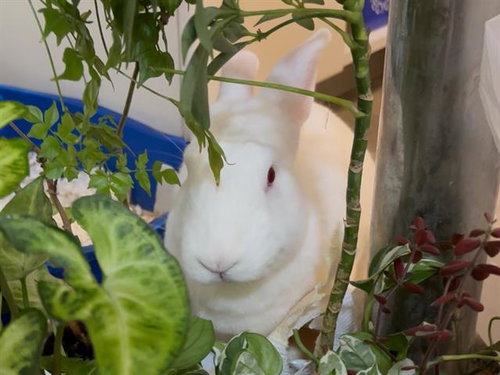 COCONUT, a rabbit for adoption from Palo Alto Animal Services