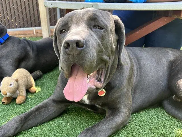 Cj - Cane Corso