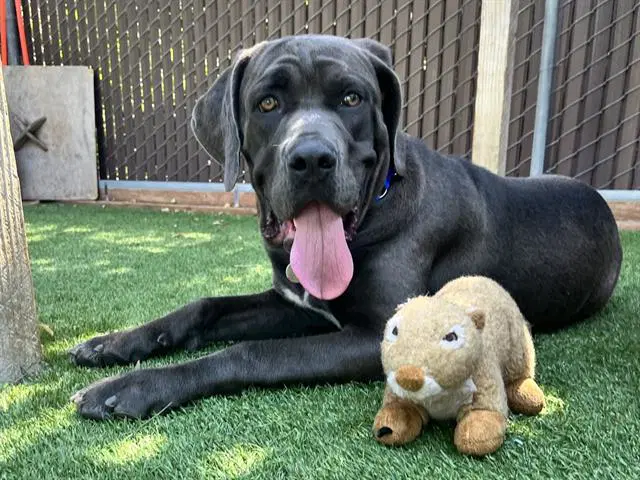 Sammy - Cane Corso