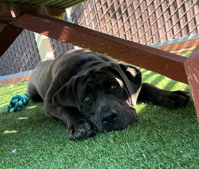 Diamond - Cane Corso