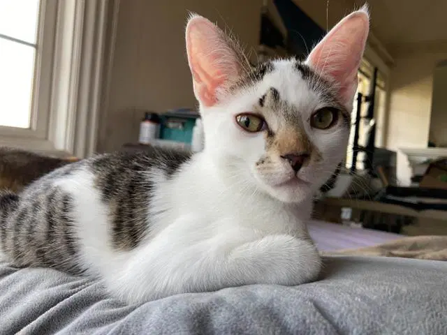 Petra - Domestic Short Hair