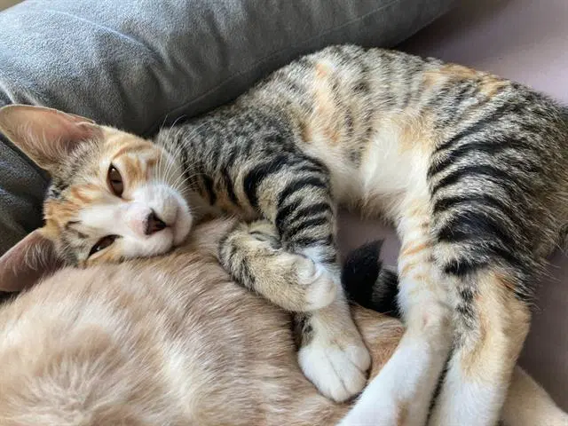 Itza - Domestic Short Hair