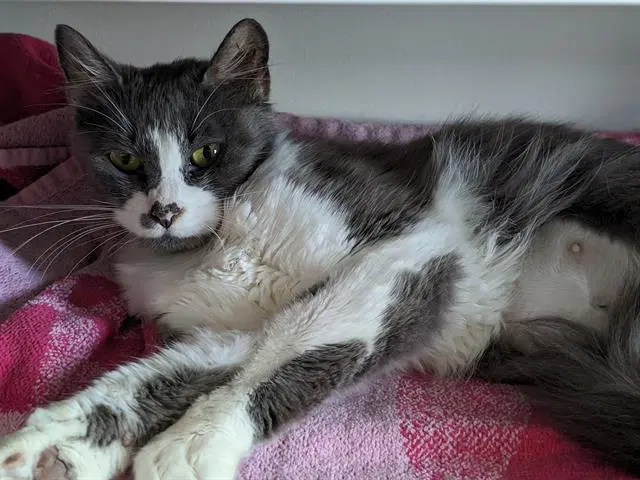 Lily - Domestic Medium Hair