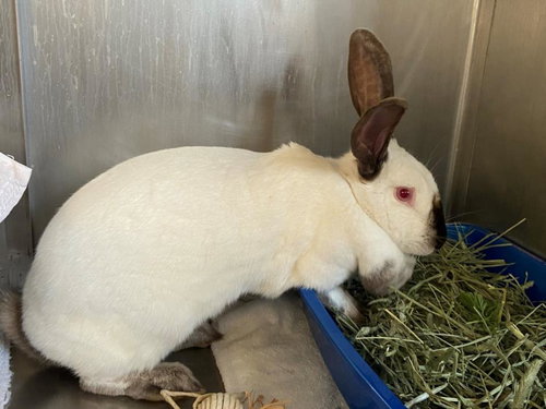 FUZZBALL, a rabbit for adoption from Palo Alto Animal Services