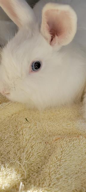 adoptable Rabbit in Palo Alto, CA named PEPPY HARE