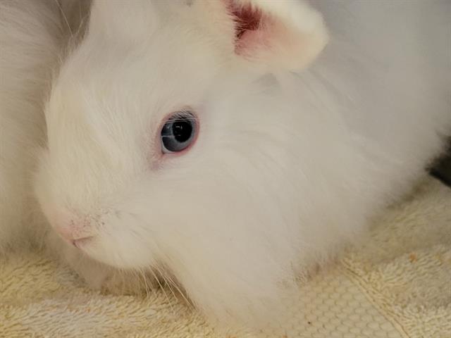 adoptable Rabbit in Palo Alto, CA named YUKI