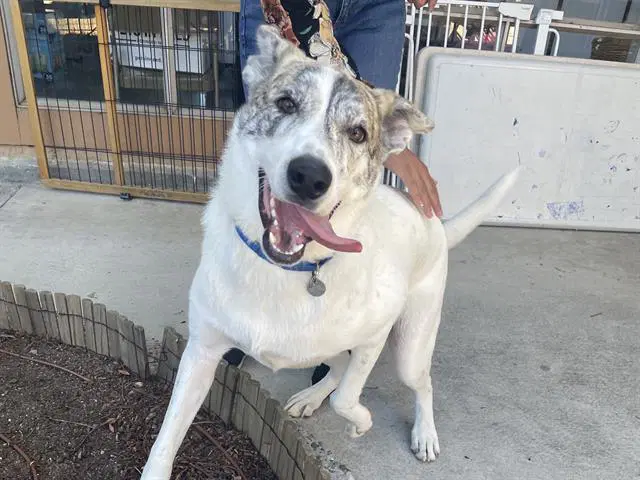 Mr Mellow - Australian Cattle Dog/Blue Heeler