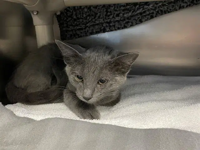 Gracie Eloise - Domestic Short Hair