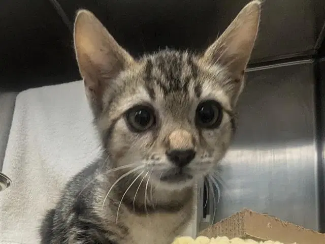 Carmine - Domestic Short Hair