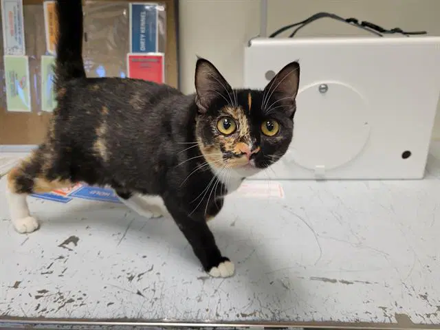 Violet - Domestic Short Hair