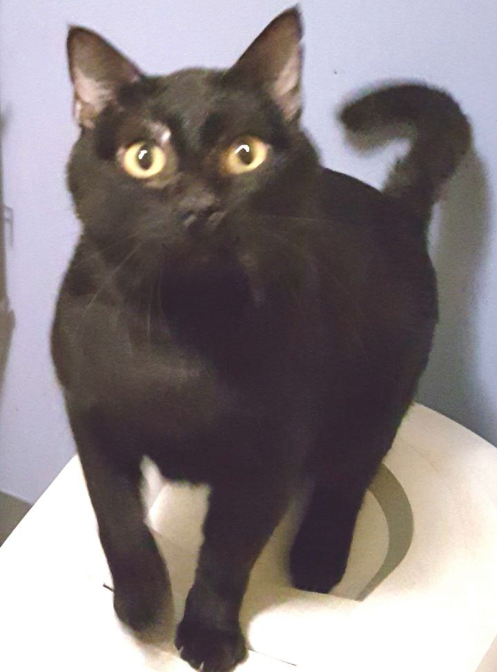 adoptable Cat in Lyons, IL named Blushy Panther