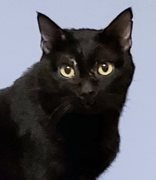 BLUSHY PANTHER - Bombay available for adoption