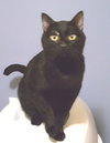 Blushy Panther - Photo 3