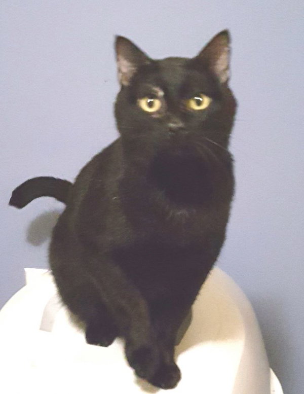 Blushy Panther