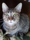 adoptable Cat in lyons, IL named Cherry Ruby