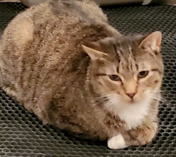 adoptable Cat in Lyons, IL named Brad Pitt