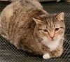 adoptable Cat in lyons, IL named Brad Pitt
