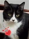 adoptable Cat in lyons, IL named Brooke