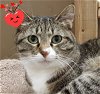 adoptable Cat in lyons, IL named Cia Lea