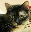 adoptable Cat in Lyons, IL named Beach Girl Ariel