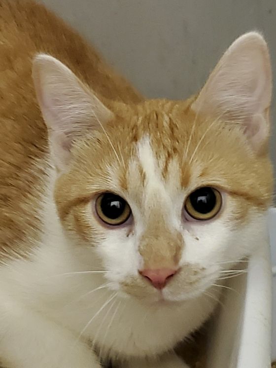 adoptable Cat in Lyons, IL named Beach Boy Toby