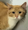 adoptable Cat in  named Avalon