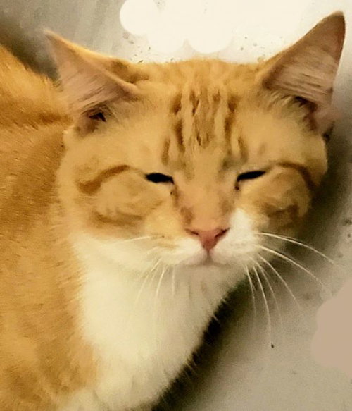 AVALON - Exotic Shorthair available for adoption