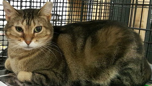 BENJAMIN - Abyssinian available for adoption