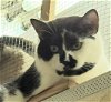 adoptable Cat in lyons, IL named Duckey