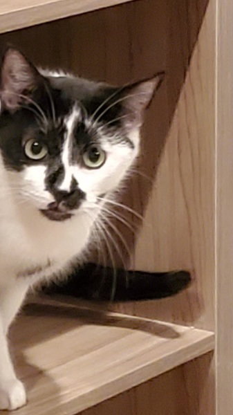 DUCKEY - Turkish Van available for adoption