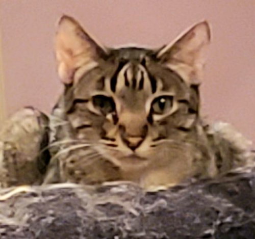KOI - American Shorthair available for adoption