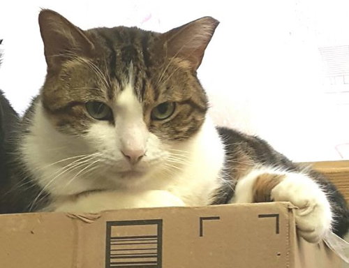 BUPP THE ZAPP - Turkish Van available for adoption